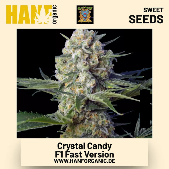 Crystal Candy F1 Fast Version Hanfsamen von Sweet Seeds
