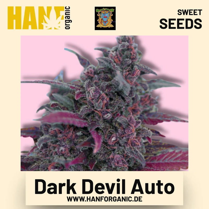 Dark Devil Auto Hanfsamen von Sweet Seeds