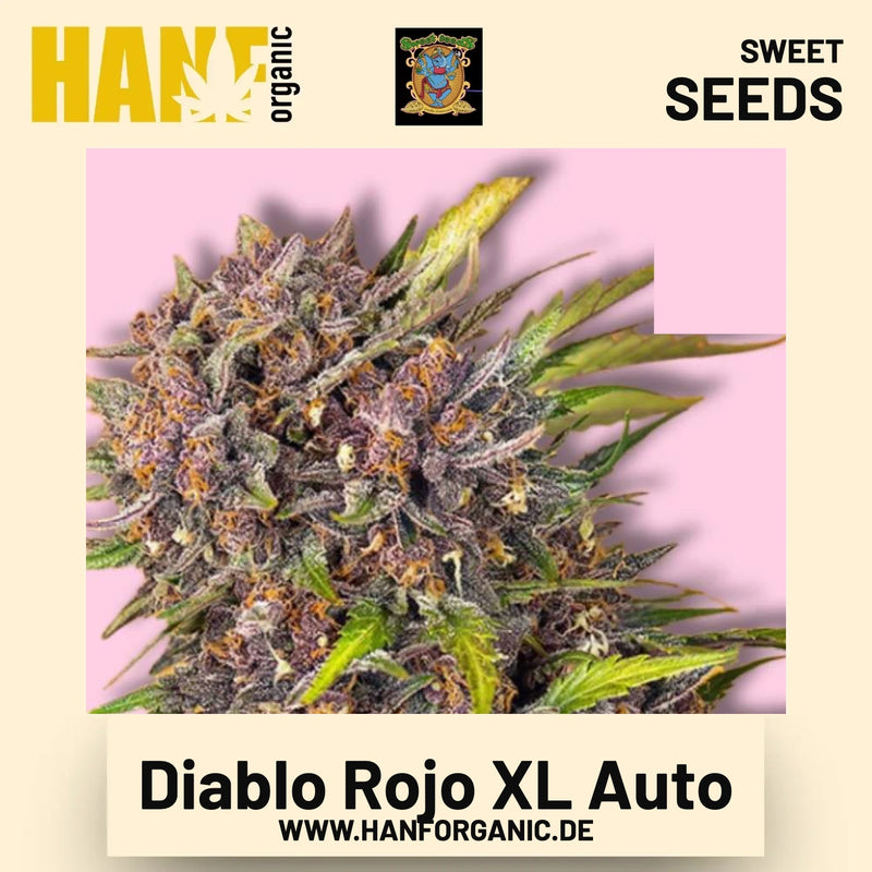 Diablo Rojo XL Auto Hanfsamen von Sweet Seeds