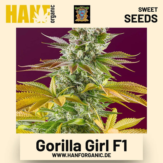 Gorilla Girl F1 Hanfsamen von Sweet Seeds