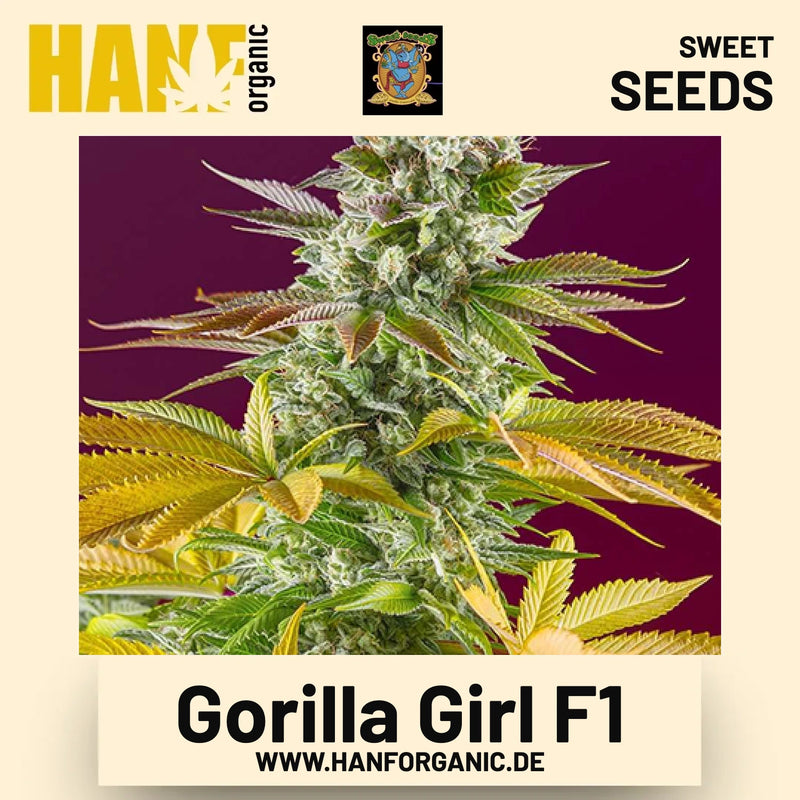 Gorilla Girl F1 Hanfsamen von Sweet Seeds
