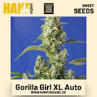 Gorilla Girl XL Auto Hanfsamen von Sweet Seeds