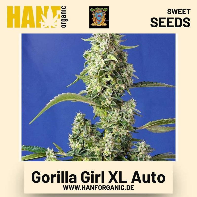Gorilla Girl XL Auto Hanfsamen von Sweet Seeds