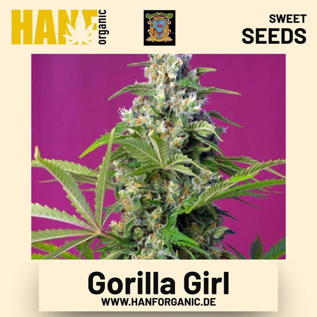 Gorilla Girl Hanfsamen von Sweet Seeds