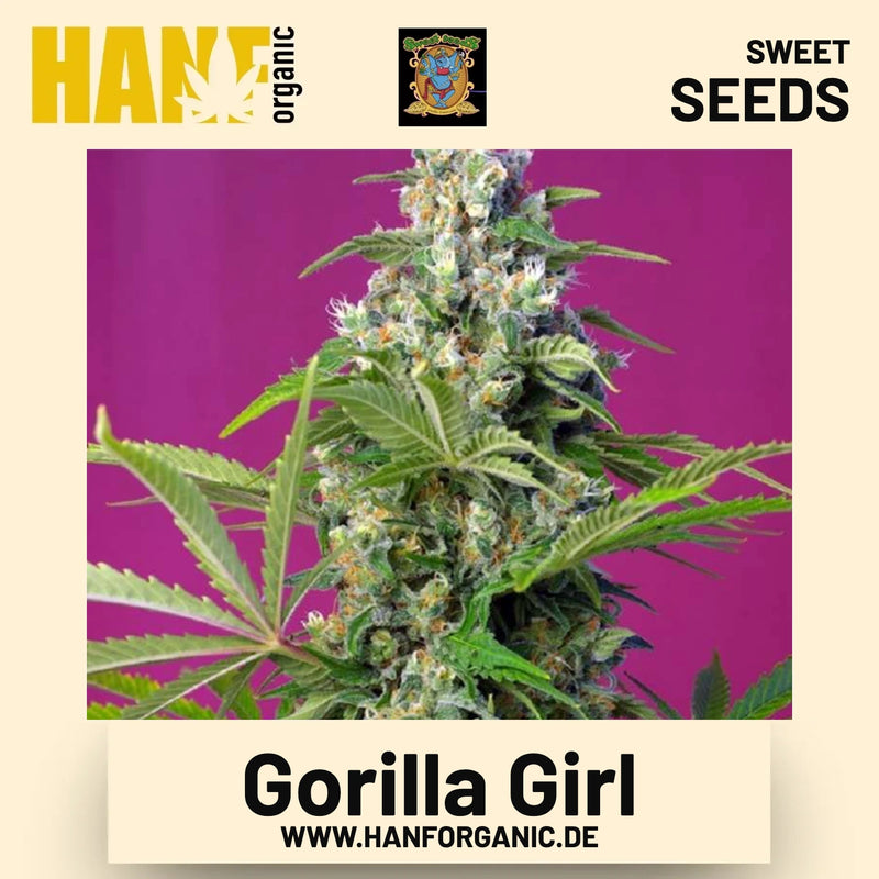Gorilla Girl Hanfsamen von Sweet Seeds