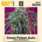 Green Poison Auto Hanfsamen von Sweet Seeds