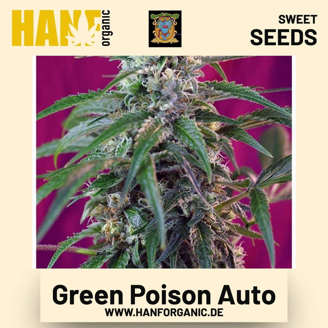 Green Poison Auto Hanfsamen von Sweet Seeds