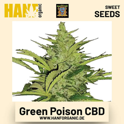 Green Poison CBD Hanfsamen von Sweet Seeds