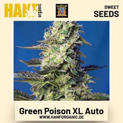 Green Poison XL Auto Hanfsamen von Sweet Seeds