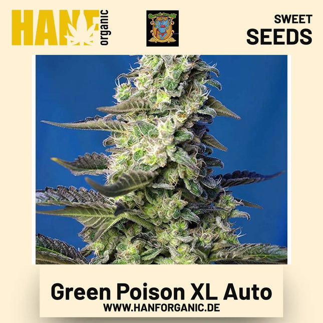 Green Poison XL Auto Hanfsamen von Sweet Seeds