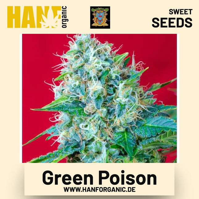Green Poison Hanfsamen von Sweet Seeds