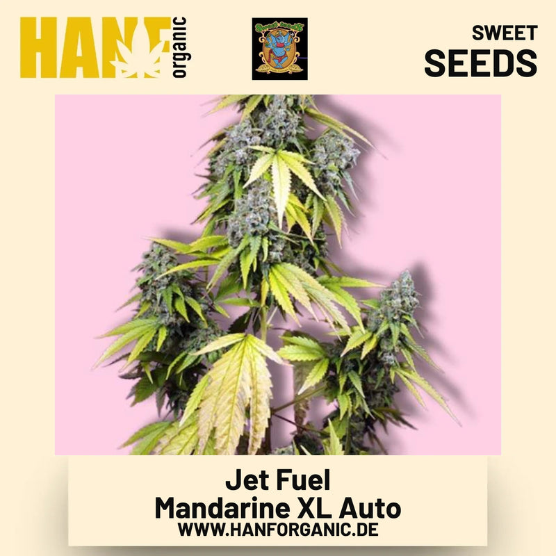 Jet Fuel Mandarine XL Auto Hanfsamen von Sweet Seeds