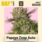 Papaya Zoap Auto Hanfsamen von Sweet Seeds