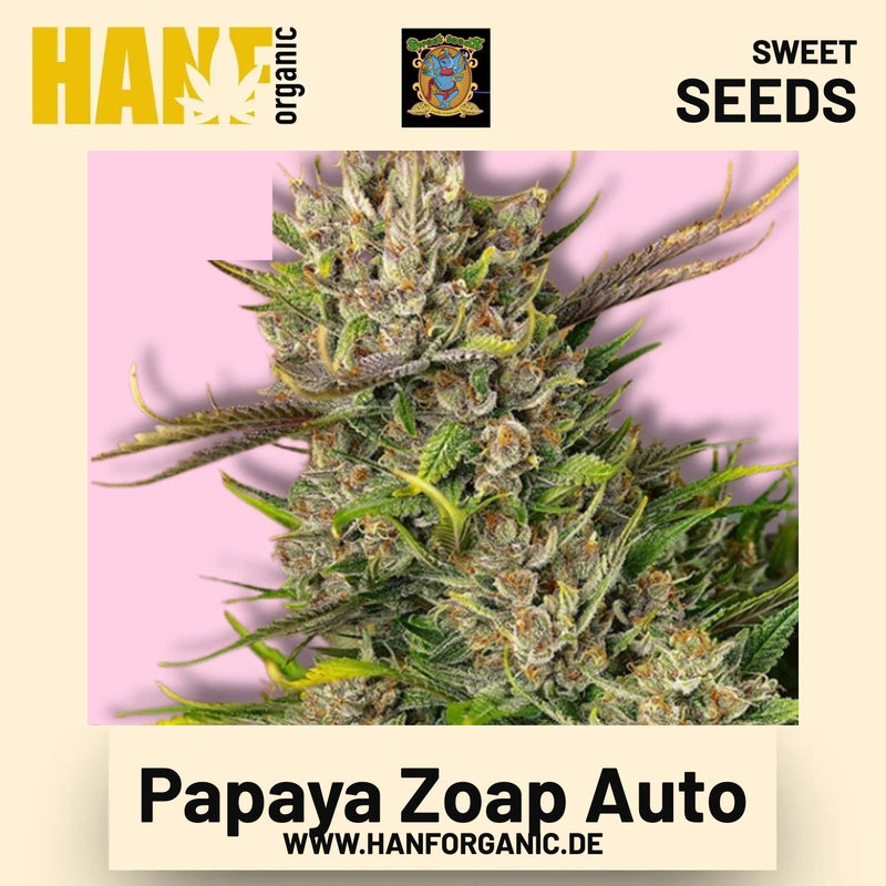 Papaya Zoap Auto Hanfsamen von Sweet Seeds