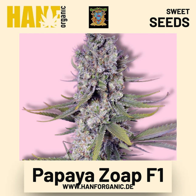Papaya Zoap F1 Hanfsamen von Sweet Seeds