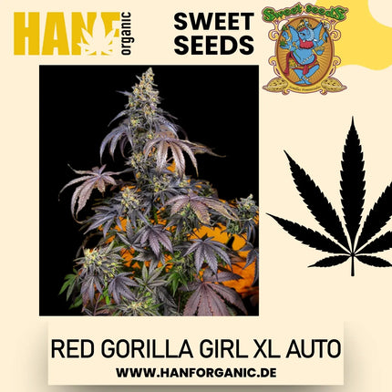 Sweet Seeds - Red Gorilla Girl XL Auto
