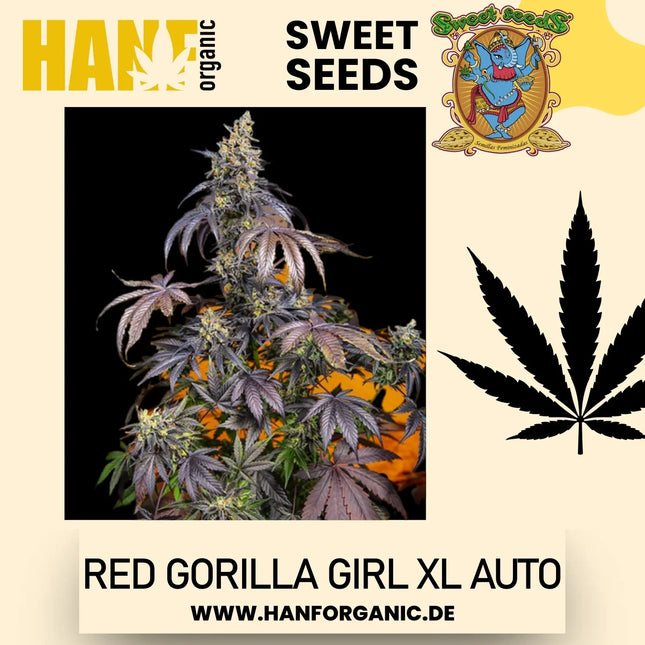 Sweet Seeds - Red Gorilla Girl XL Auto