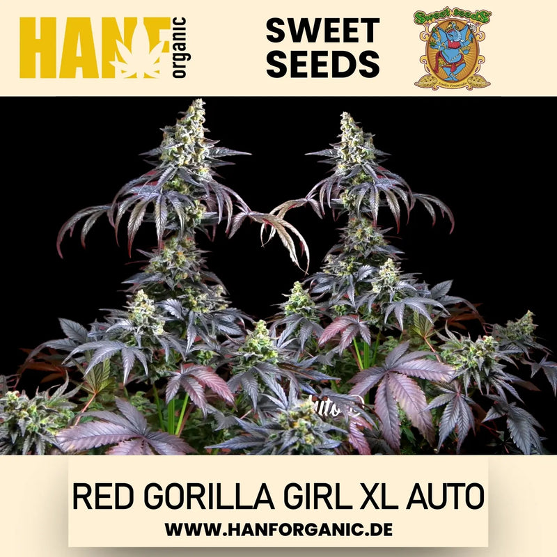 Sweet Seeds - Red Gorilla Girl XL Auto