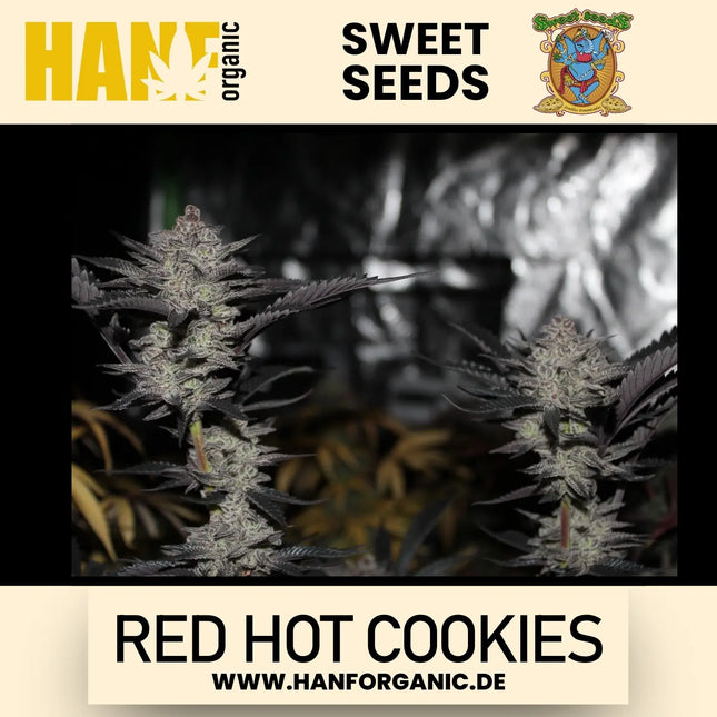 Sweet Seeds - Red Hot Cookies Fem