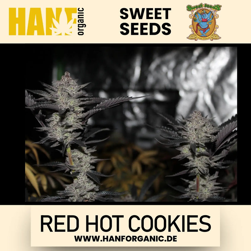 Sweet Seeds - Red Hot Cookies Fem
