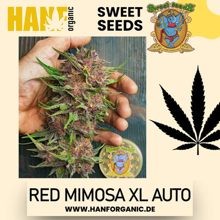 Sweet Seeds - Red Mimosa XL Auto