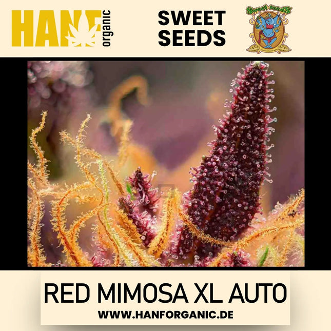 Sweet Seeds - Red Mimosa XL Auto