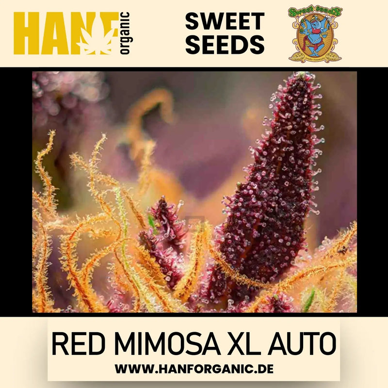 Sweet Seeds - Red Mimosa XL Auto