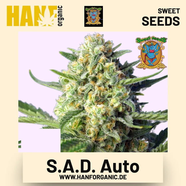 S.A.D. Auto Hanfsamen von Sweet Seeds