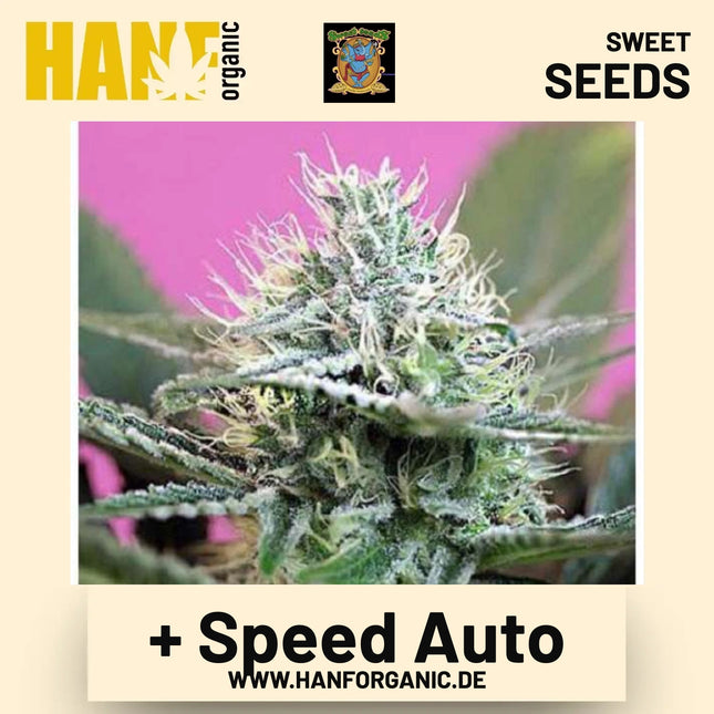 +Speed Auto Hanfsamen von Sweet Seeds