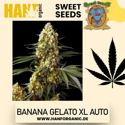 Sweet Seeds - Strawberry Banana Gelato XL Auto
