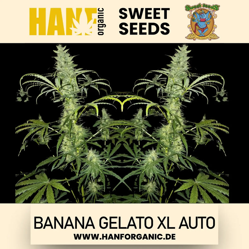 Sweet Seeds - Strawberry Banana Gelato XL Auto