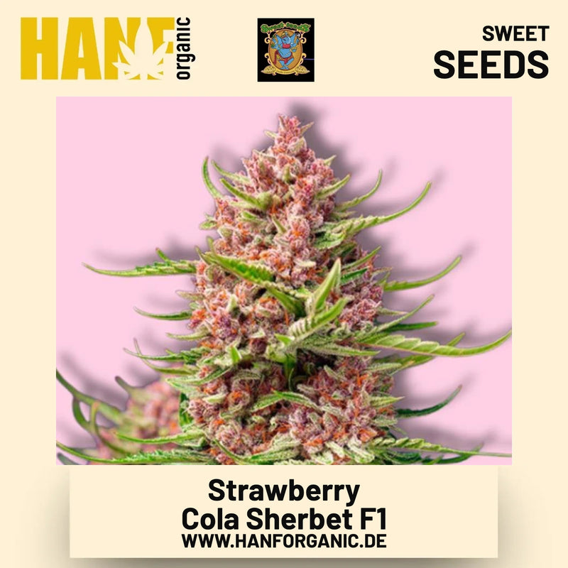 Strawberry Cola Sherbet F1 Hanfsamen von Sweet Seeds