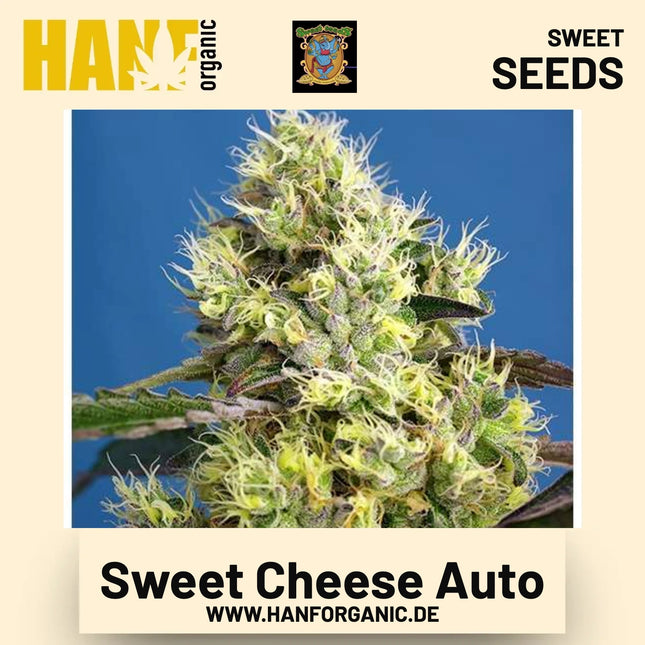 Sweet Cheese Auto Hanfsamen von Sweet Seeds