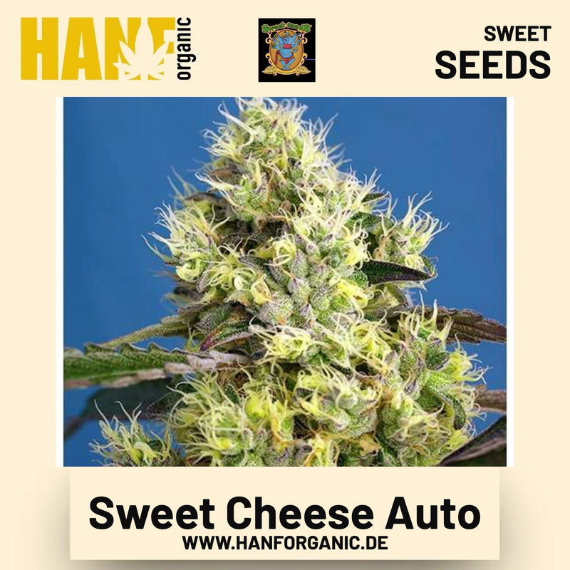 Sweet Cheese Auto Hanfsamen von Sweet Seeds