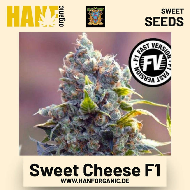 Sweet Cheese F1 Hanfsamen von Sweet Seeds