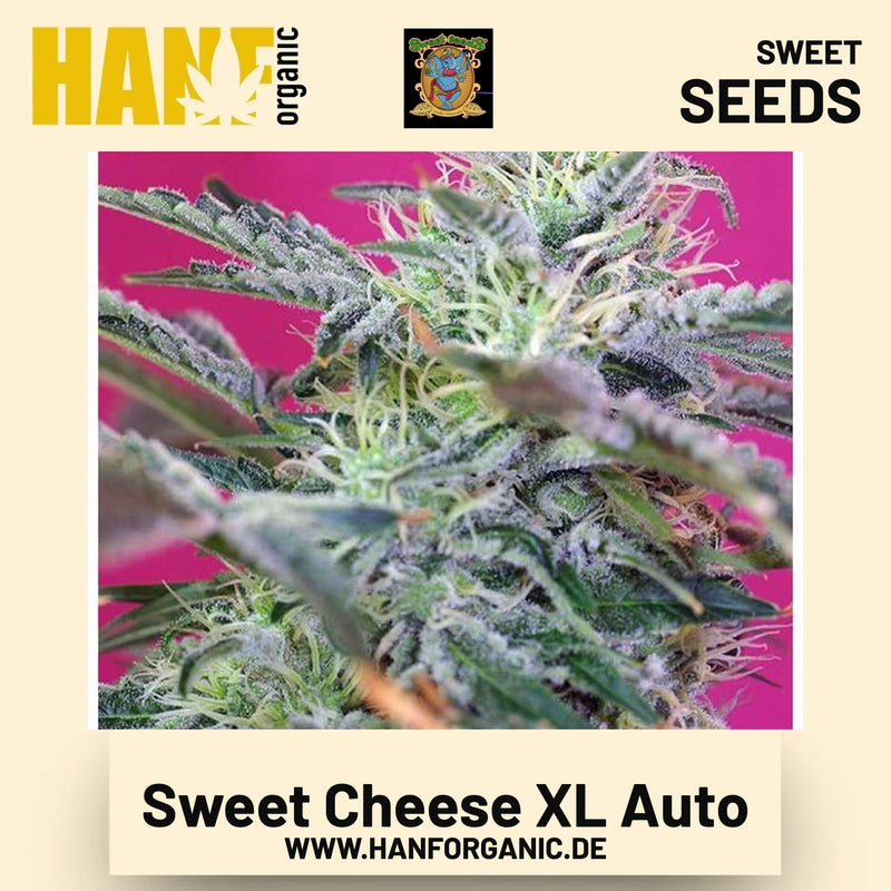 Sweet Cheese XL Auto Hanfsamen von Sweet Seeds