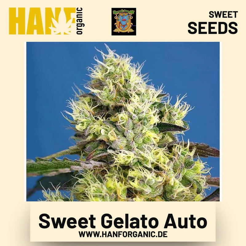 Sweet Gelato Auto Hanfsamen von Sweet Seeds