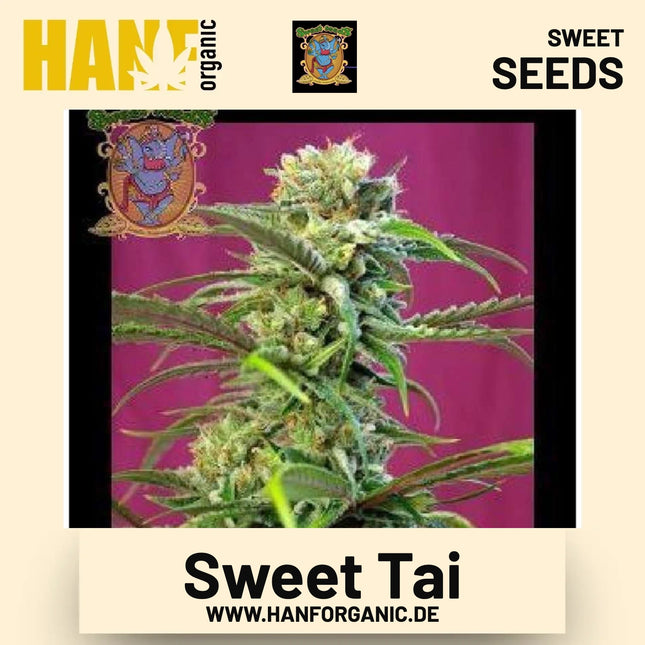 Sweet Tai Hanfsamen von Sweet Seeds