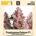 Tropicanna Poison F1 Hanfsamen von Sweet Seeds