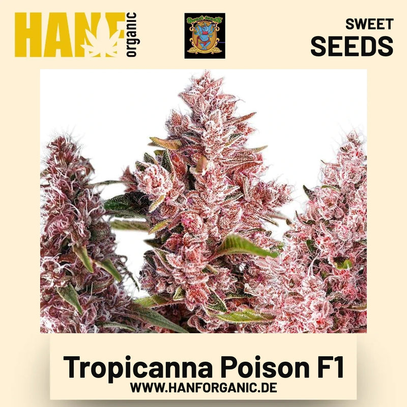 Tropicanna Poison F1 Hanfsamen von Sweet Seeds