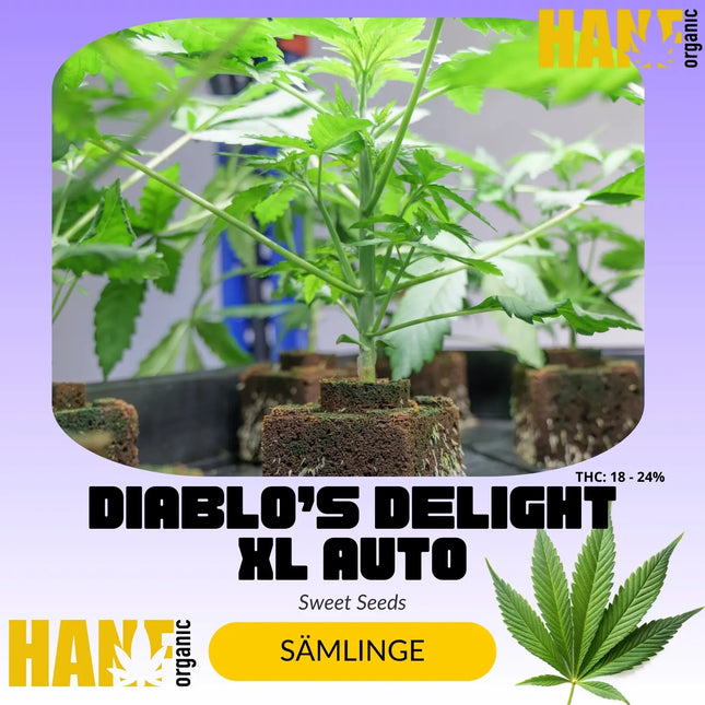 Diablo’s Delight XL Auto - Sämlinge