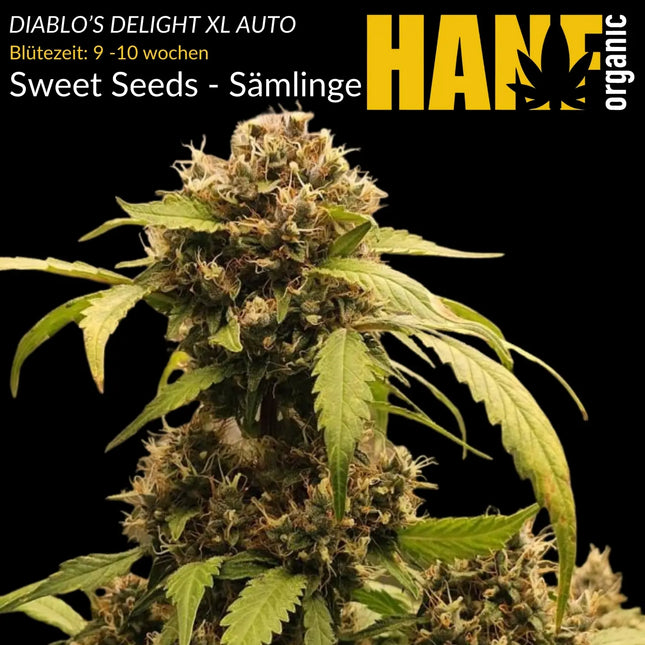 Diablo’s Delight XL Auto - Sämlinge