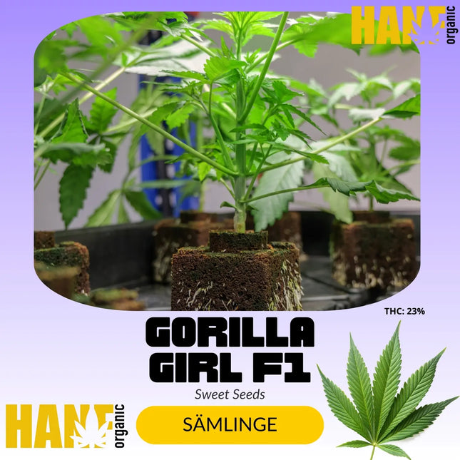 Gorilla Girl F1 - Sämlinge
