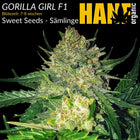 Gorilla Girl F1 - Sämlinge