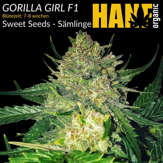 Gorilla Girl F1 - Sämlinge