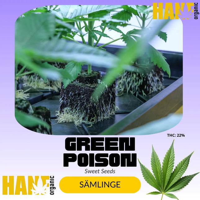 Green Poison - Sämlinge