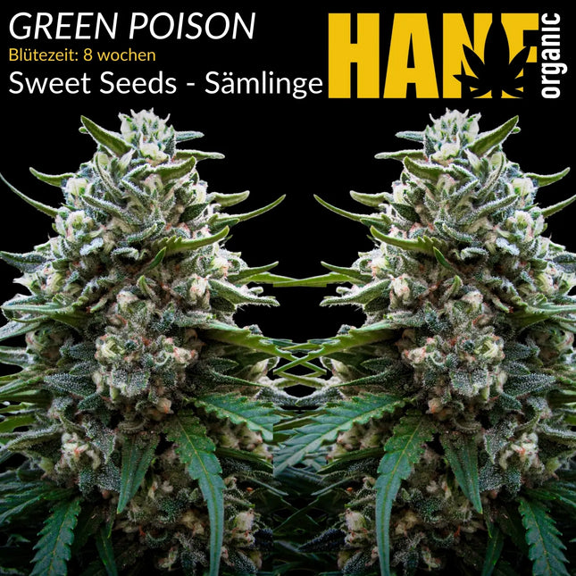 Green Poison - Sämlinge