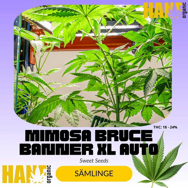 Mimosa Bruce Banner XL Auto - Sämlinge