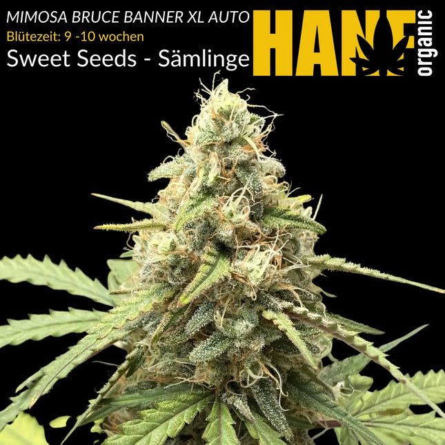 Mimosa Bruce Banner XL Auto - Sämlinge