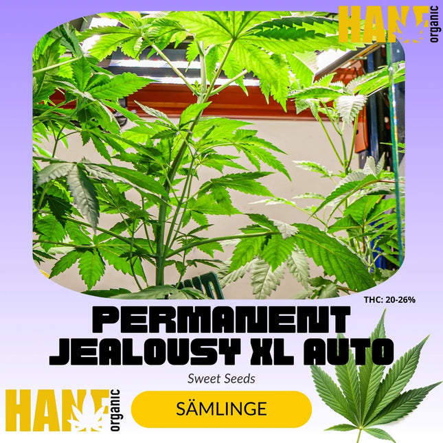 Permanent Jealousy XL Auto - Sämlinge